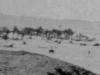 Palms at Marakeb, July 1917
