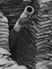 The ML 9.45 inch Heavy Trench Mortar, nicknamed the Flying Pig in its pen