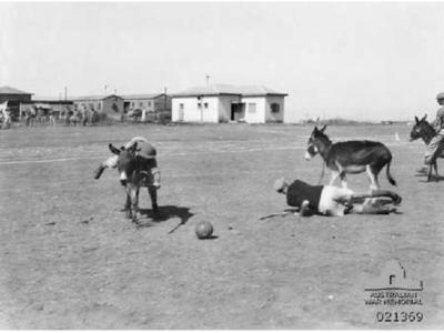Light Horse and Donkey Polo