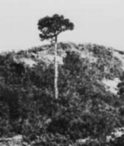 Lone Pine at Gallipoli prior to its destruction