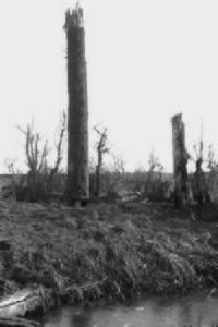 Steel Tree Stump No. 3, Observation Post, Messines Ridge, 1917