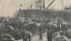 Shipping horses on the Troopship 