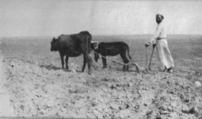 Ploughing in the Holyland