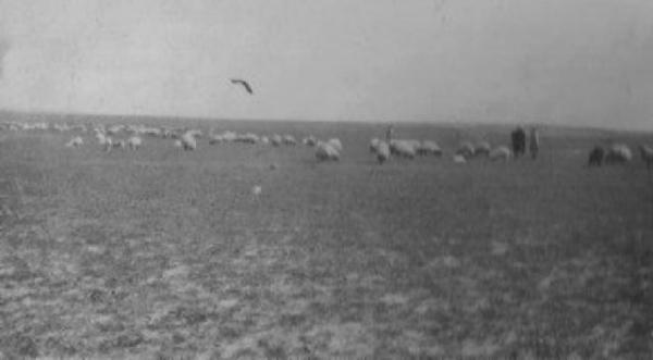 Shepherds watching their flock Holyland